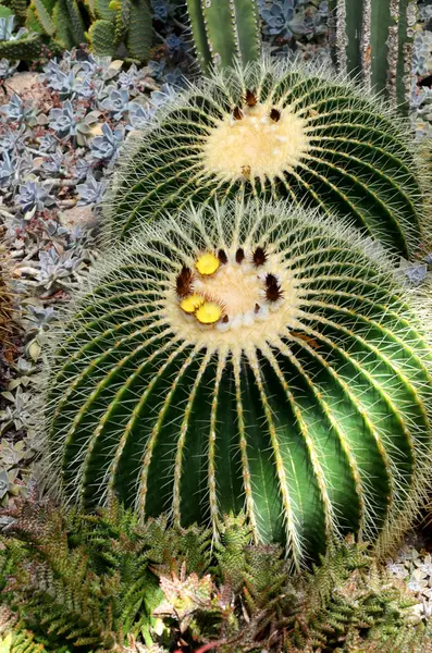 サボテン植物とげのある植物 — ストック写真