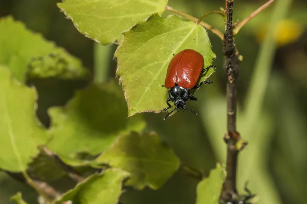 Escarabajo Hojas Álamos Está Sentado Una Hoja — Foto de Stock