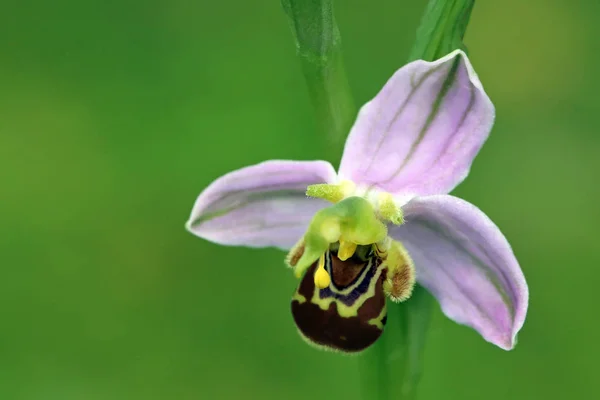 Orchidée Abeille Fleur Unique Ophrys Apifera Gros Plan — Photo