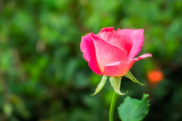 นหล สวยงาม ดอกก หลาบ นหล งวาเลนไทน นหล งดอกไม — ภาพถ่ายสต็อก