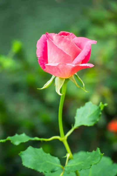 Krásné Pozadí Květy Růže Valentine Pozadí Pozadí Květiny — Stock fotografie
