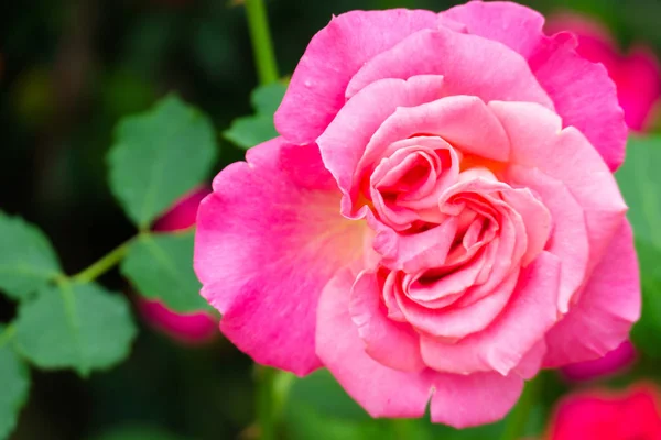 Красивый Фон Цветами Розы Валентинки Фон Цветы Фон — стоковое фото