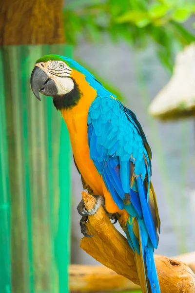 Papagaio Colorido Ramo Zoológico Fundos Animais — Fotografia de Stock
