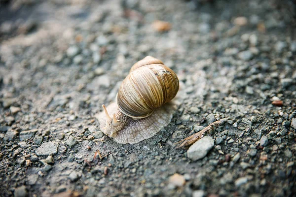 Lumaca Sulla Strada Sterrata — Foto Stock