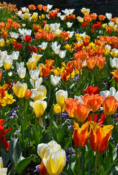 Tulpen Blühen Blütenblätter Frühlingsflora — Stockfoto