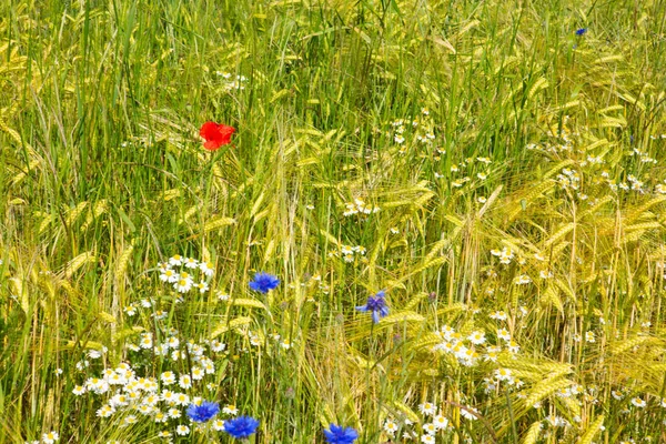 Letni Krajobraz Pola Kwiatów Kolorowy Krajobraz Kwiat Meadof — Zdjęcie stockowe