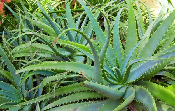 Aloe Vera Roślin Rośliny Tropikalne Zielony Tolerować Upałów — Zdjęcie stockowe