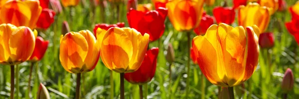美丽的郁金香在春天的时间 色彩艳丽的郁金香背景 — 图库照片