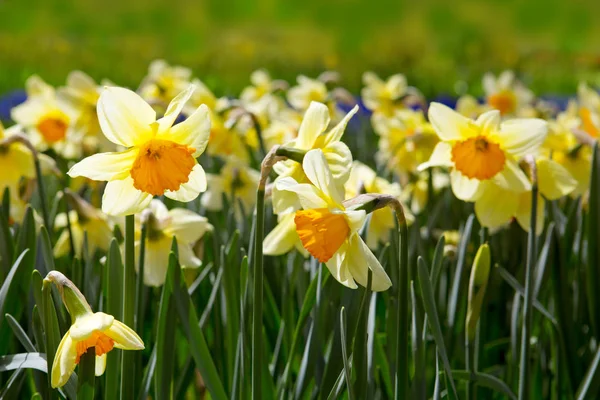Žluté Narcisy Zahradě Venkovní Záběr Žluté Narcisy Pěkně Plný Záhonu — Stock fotografie