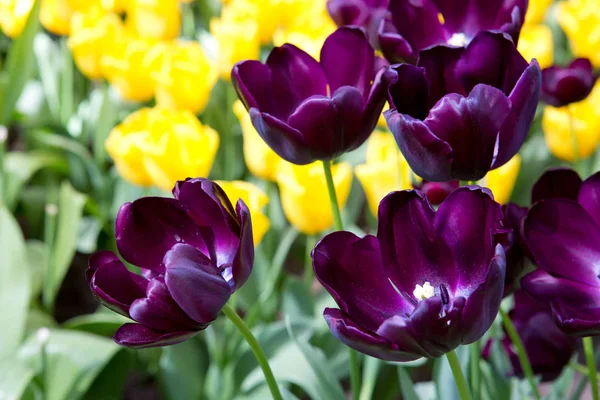 Schöne Tulpen Frühling Time Bunte Tulpen Hintergrund — Stockfoto