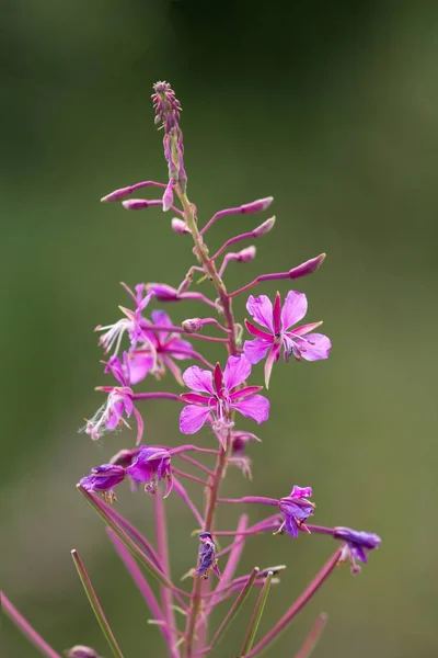 Epilobium Hirsutum Vuurwiet — Stockfoto