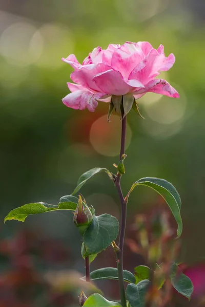 花の花びらや植物 — ストック写真