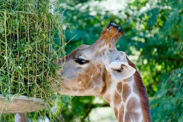 Girafe Carnivore Gros Plan — Photo