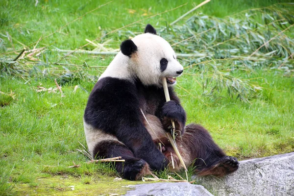 Óriás Panda Közelről — Stock Fotó