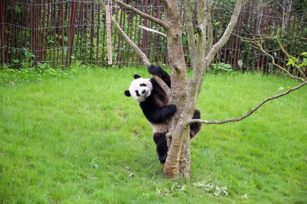 Großer Panda Großaufnahme — Stockfoto