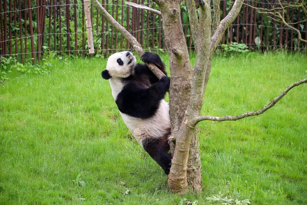 Panda Géant Gros Plan — Photo