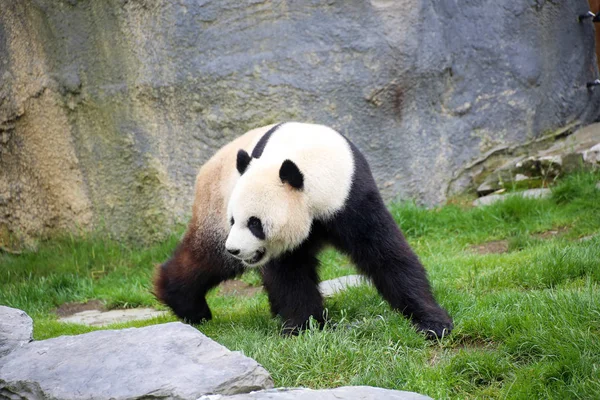 Panda Gigante Primer Plano —  Fotos de Stock