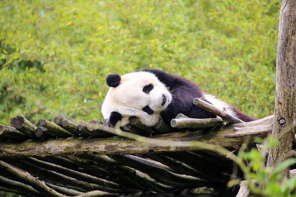 Obří Panda Detailu — Stock fotografie