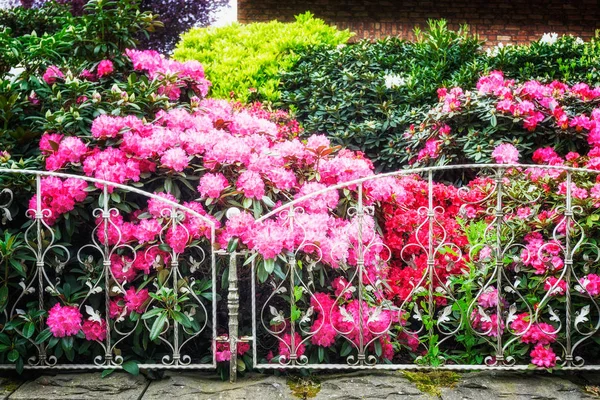 Blooming rhododendron with pink flowers behind fence in spring garden. Springtime background. Focus on foreground