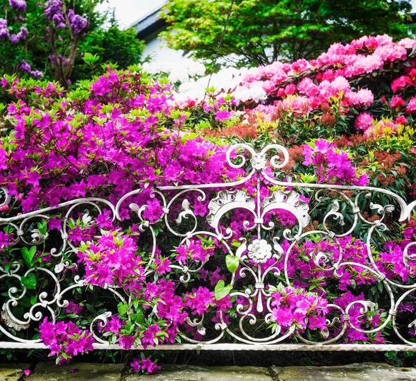 Цветущий Рододендрон Розовыми Цветами Забором Весеннем Саду Весенний Фон Сосредоточьтесь — стоковое фото