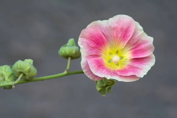 Hollyhock Comum Hollyhock Comum — Fotografia de Stock