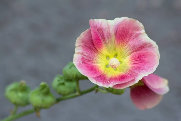 Обыкновенная Роза Холлихок — стоковое фото