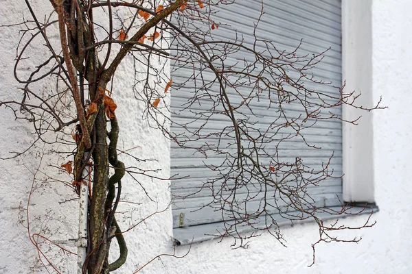 Det Gamla Trädet Framför Det Stängda Fönstret Luckor Framför Ett — Stockfoto