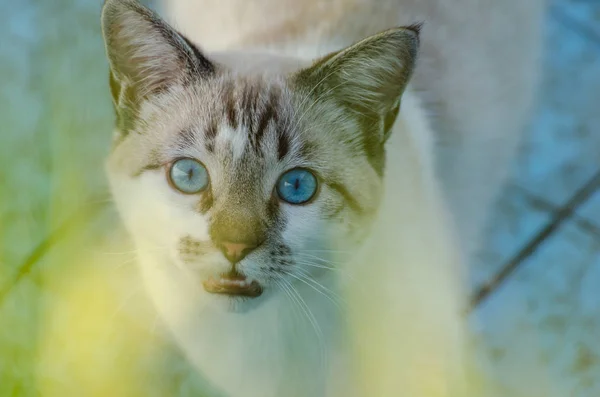 Schattige Katten Met Blauwe Ogen Spelen Binnen Een Leeg Zwembad — Stockfoto