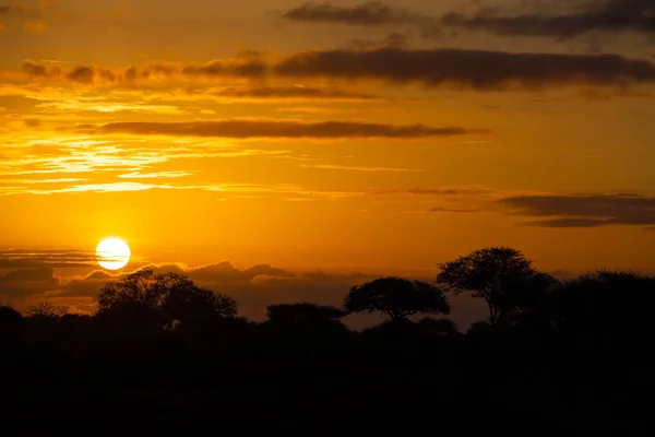 Ein Typisch Afrikanischer Sonnenuntergang Mit Baumsilhouetten Und Wolken — Stockfoto