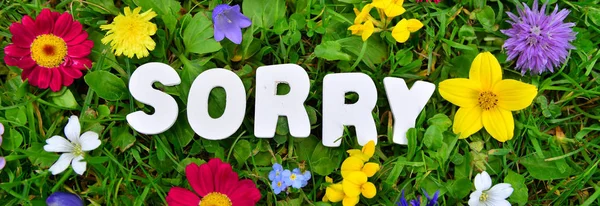 Συγνώμη Κείμενο Στο Λιβάδι Λουλούδι — Φωτογραφία Αρχείου