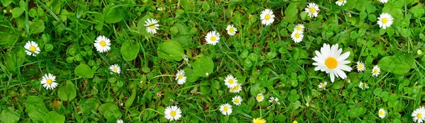 Fiore Colorato Prato Primavera — Foto Stock