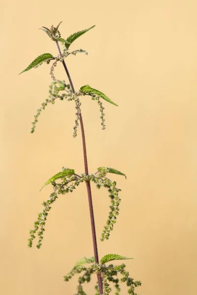 Ortica Fiore Ortica Fiorita — Foto Stock