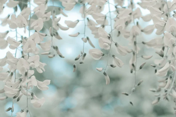 Robinia Pseudoacacia Květy Znají Jako Trnovník Akát Bílá Kopie Prostor — Stock fotografie