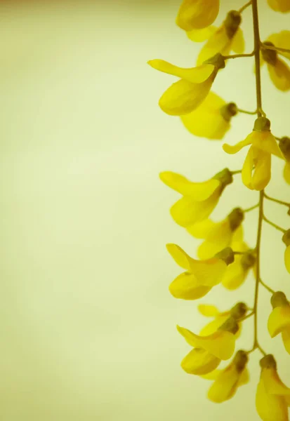 Robinia Pseudoacacia Tree Flowers Know Black Locust Yellow Copy Space — Stock Photo, Image