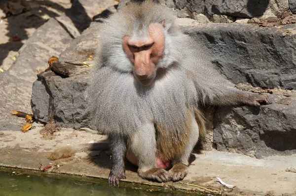 Encerramento Animais Jardim Zoológico — Fotografia de Stock