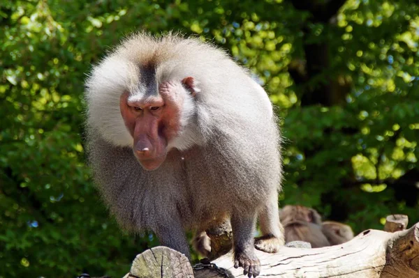원숭이 영장류 — 스톡 사진