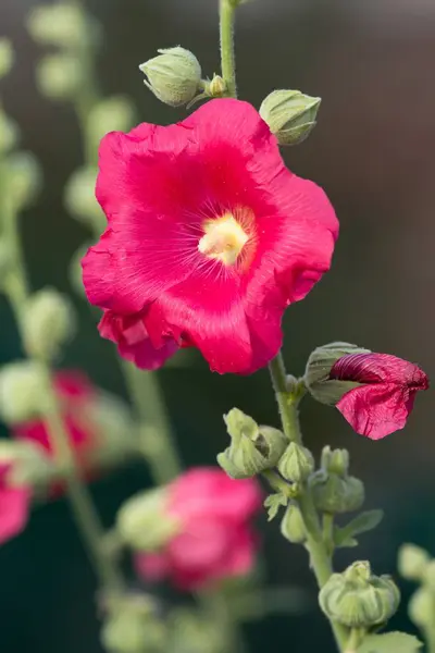 Hollyhock Vermelho Hollyhock Vermelho — Fotografia de Stock