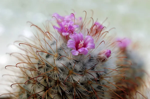 Cactus Con Flores Rosadas Mammilaria Bombycina — Foto de Stock