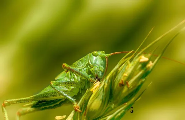 Green Grasshopper Macro — Stock Photo, Image