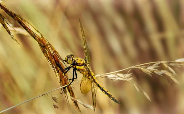 Libellule Jaune Sur Brin Herbe — Photo