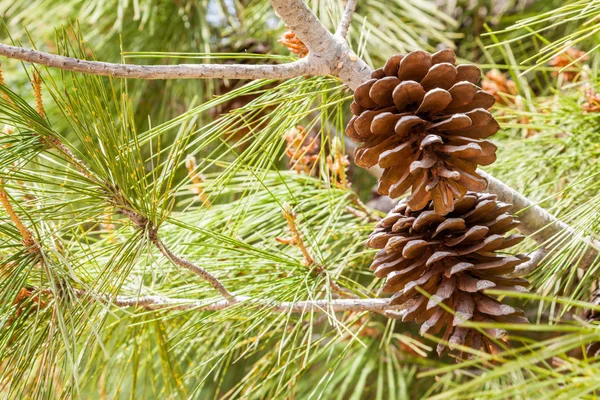 Par Bellotas Sequía Colgadas Árbol Cerca Hojas Verdes — Foto de Stock