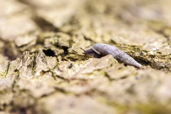 Makrogastra Clausiliidae Bir Makro Çekim Içinde — Stok fotoğraf