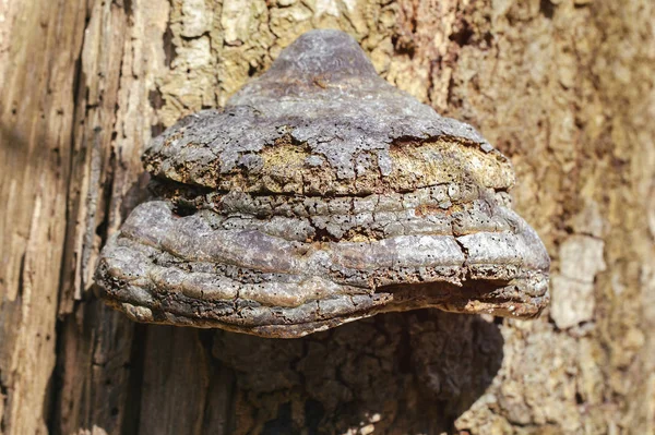 Zunder Fomes Fomentarius Einer Makroaufnahme — Stockfoto