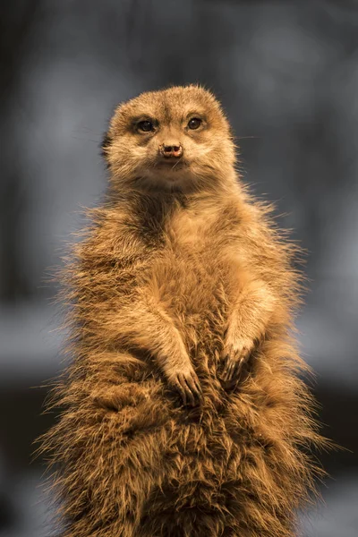 Vida Selvagem Meerkat Suricata Suricatta — Fotografia de Stock