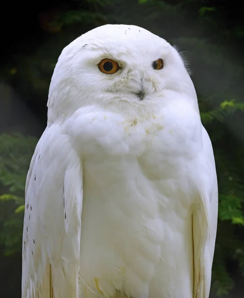 Schneeeule Egy Állatkertben — Stock Fotó