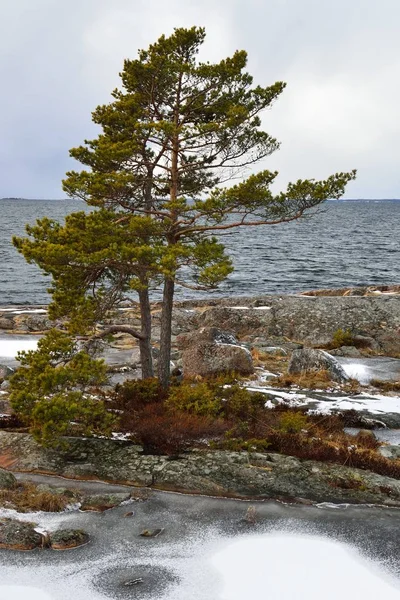 Lone Pine Tree Frosty Rocky Coast Porkkala Finland Frozen Puddles — Stock Photo, Image