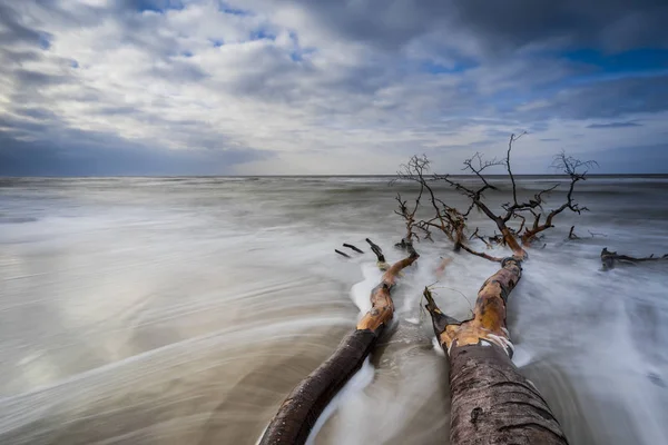 baltic sea in evening light and long exposure,setting sun irradiated branches and stones in sea water troubled sea and foaming waves on the shore,