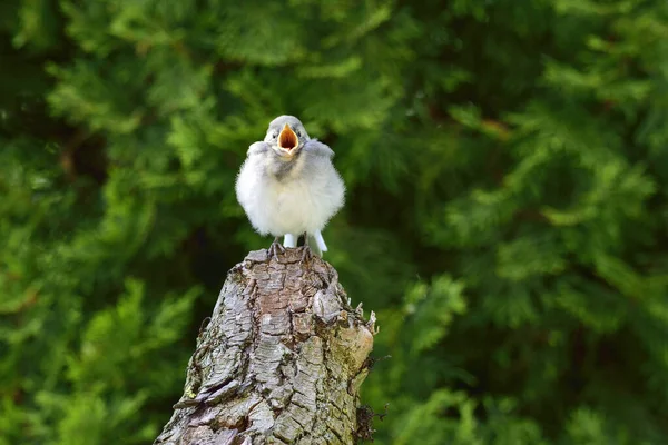 Vista Hermoso Pájaro Naturaleza — Foto de Stock