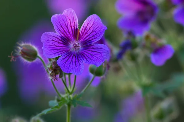 Cranesbill Violet Violet Fleurs Pétales Flore — Photo