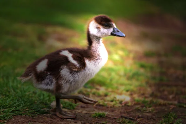 Poussin Nilgans Produit Sur Prairie — Photo